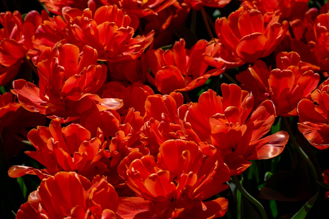 Keukenhof : sept millions de fleurs à Lisse au printemps - Spekkelaan 18 | Secret World Trip Planner