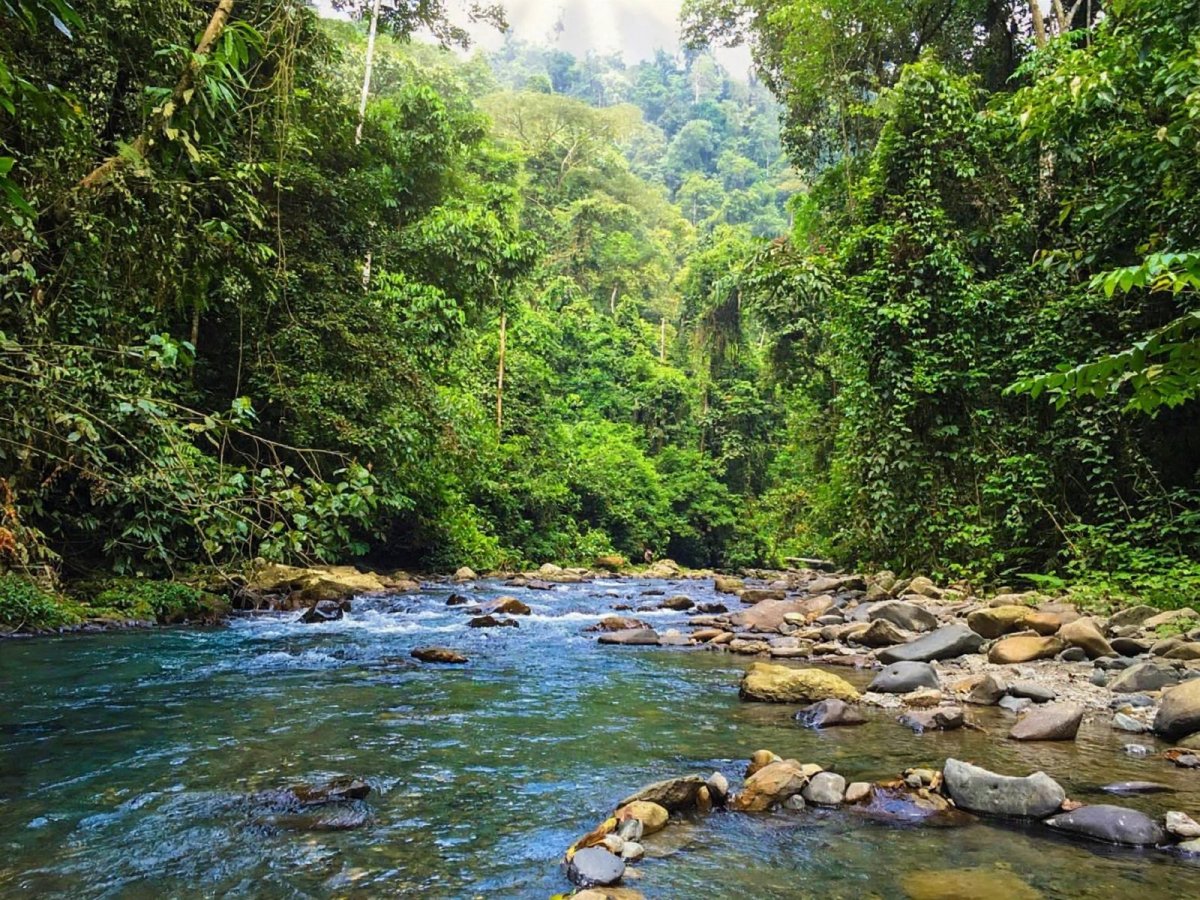 Bukit Lawang - Jungle Paradise - Kabupaten Langkat | Secret World Trip Planner