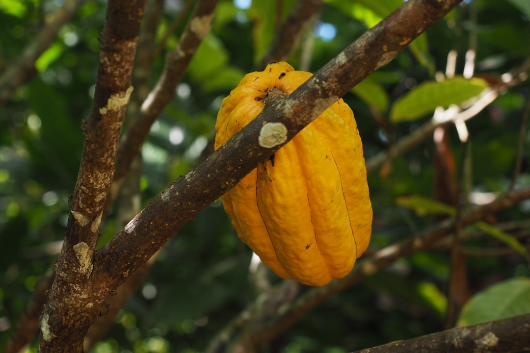 El Yunque : couchers de soleil sur la forêt tropicale - El Yunque | Secret World Trip Planner