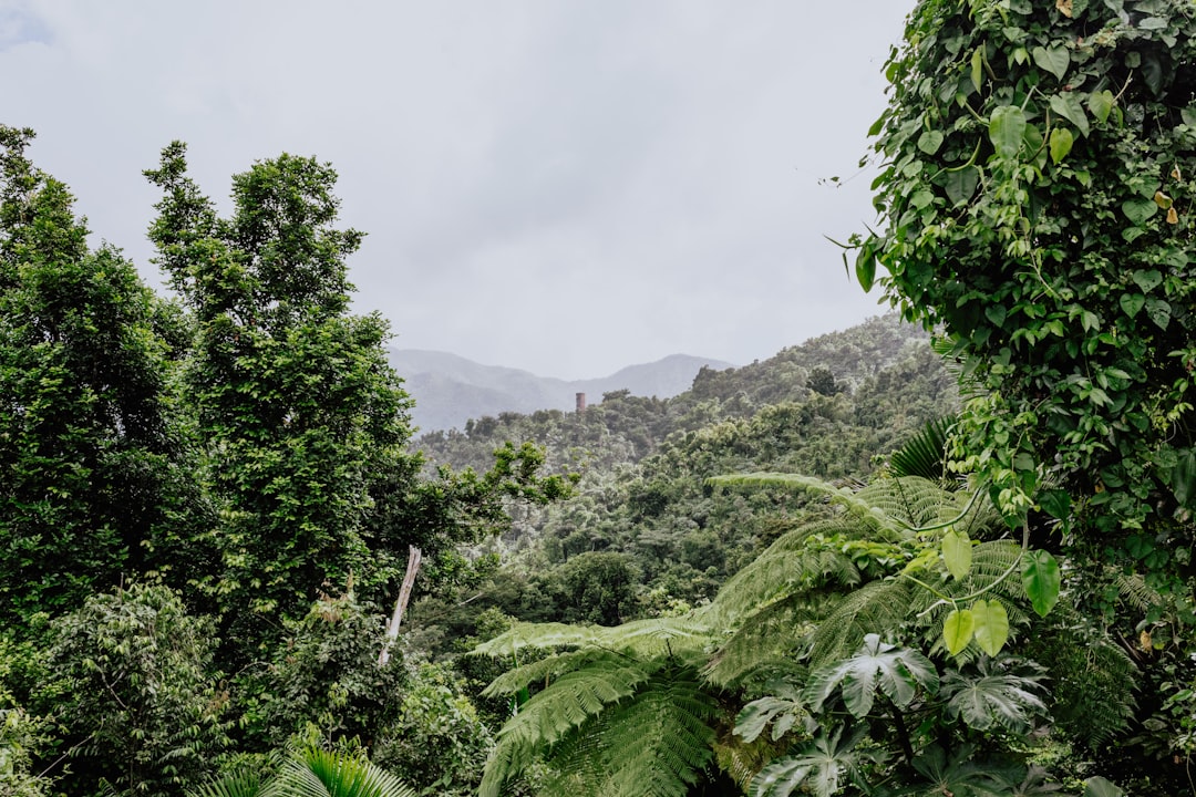 El Yunque: pores do sol na floresta tropical de PR - El Yunque | Secret World Trip Planner