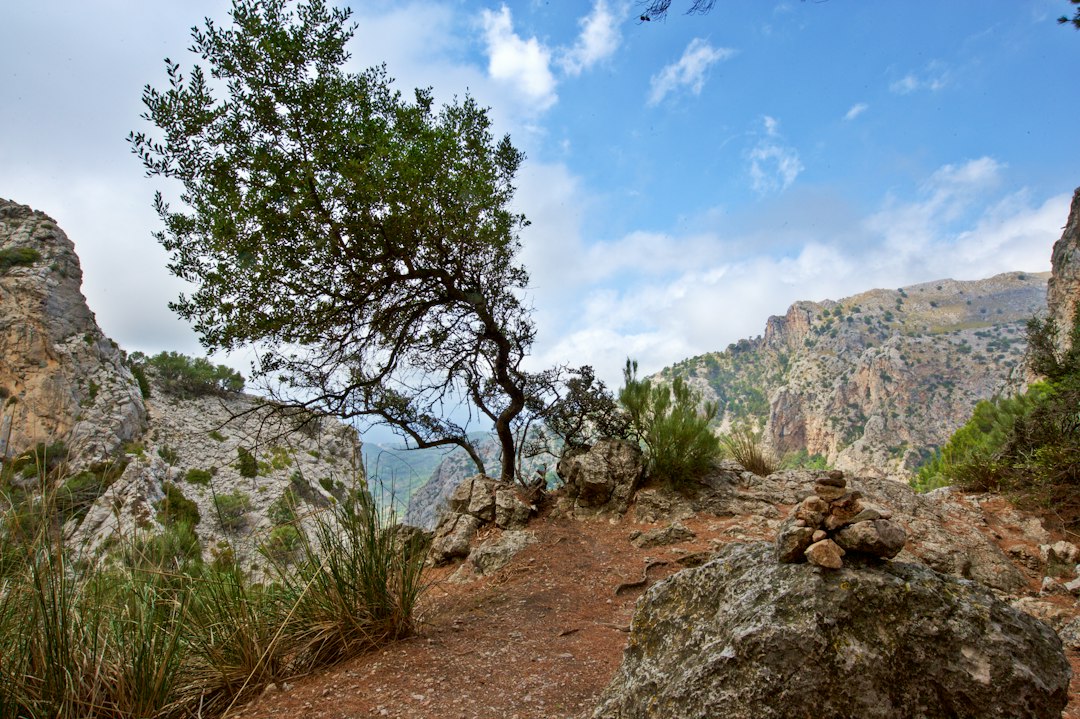 塞斯·蓬特斯观景台：瓦尔德莫萨的秘密全景 — 07170 Valldemossa