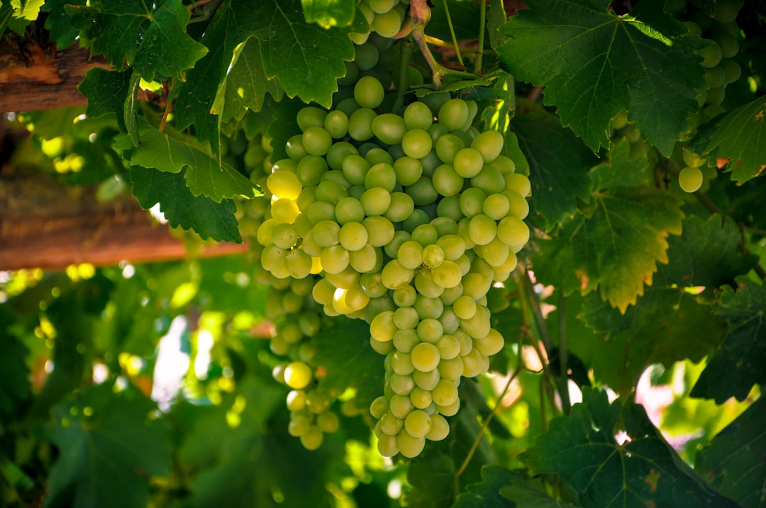 Shiraz, Iran : berceau du raisin Syrah - Saadi St | Secret World Trip Planner