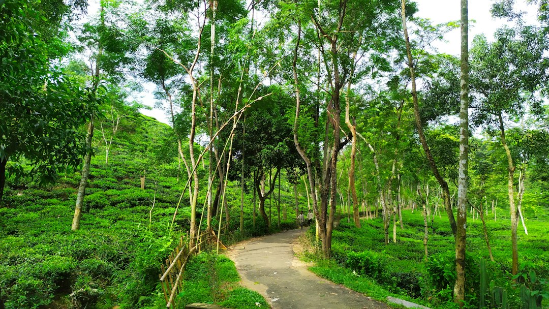 Udawatta Kele : la forêt royale au-dessus de Kandy - Sangamitta Mawatha | Secret World Trip Planner