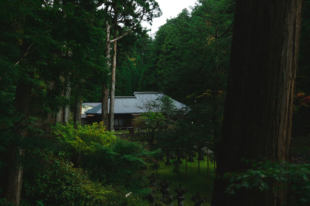Эдо Уондланд Никко: искусство периода Эдо на сцене - Nikko | Secret World Trip Planner