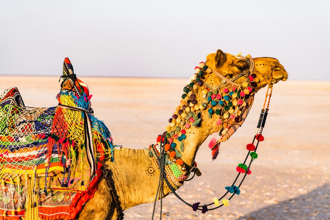 Rann de Kutch: el desierto de sal más grande - Juna | Secret World Trip Planner
