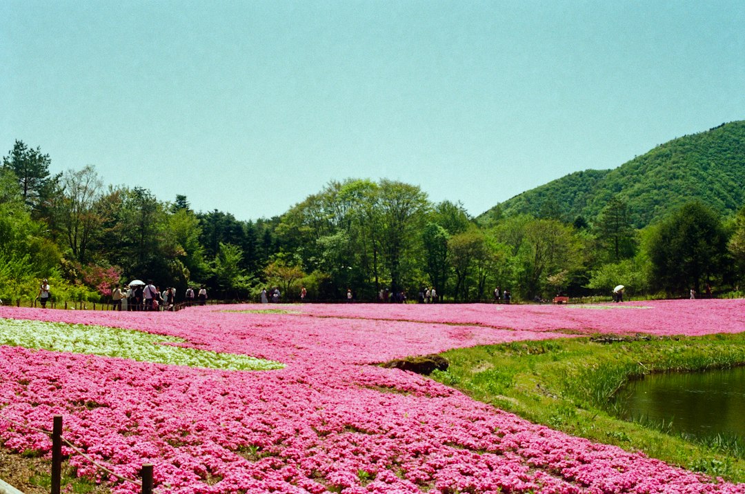 北海道的芝樱瀑布:粉色地毯的魅力 - Mombetsu District | Secret World Trip Planner