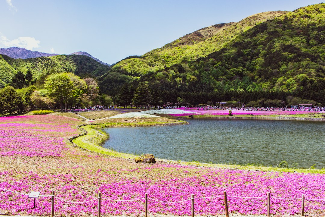 北海道的芝樱瀑布:粉色地毯的魅力 - Mombetsu District | Secret World Trip Planner