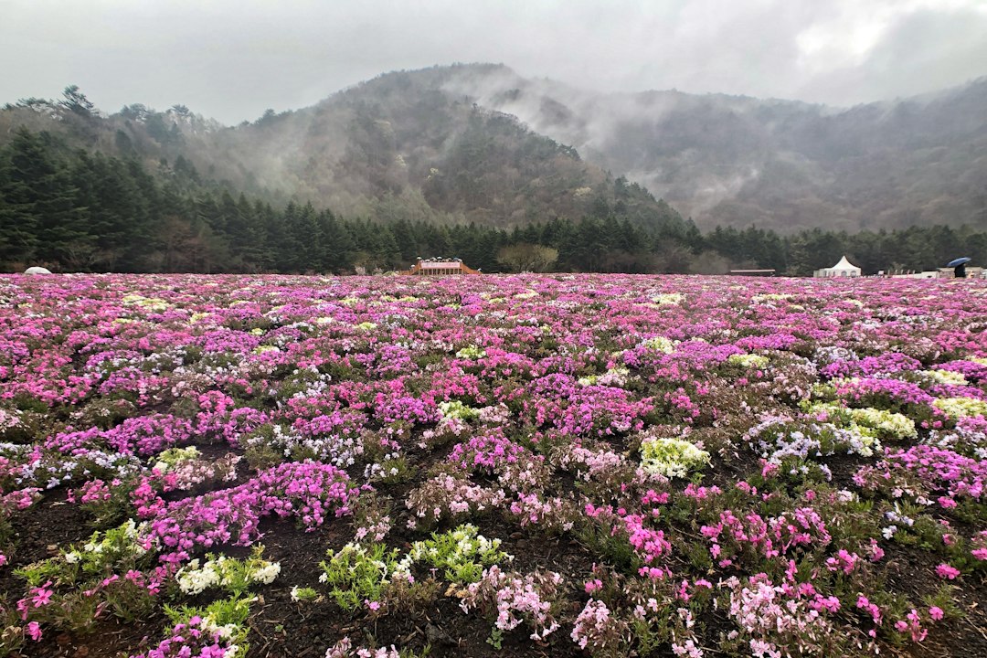北海道的芝樱瀑布:粉色地毯的魅力 - Mombetsu District | Secret World Trip Planner