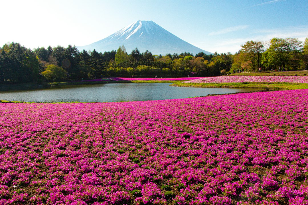 北海道的芝樱瀑布:粉色地毯的魅力 - Mombetsu District | Secret World Trip Planner