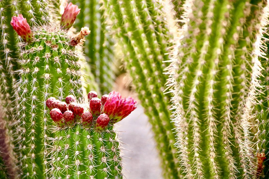 Jardim dos Cactos de Lanzarote: vulcão e arte - 35544 Guatiza | Secret World Trip Planner