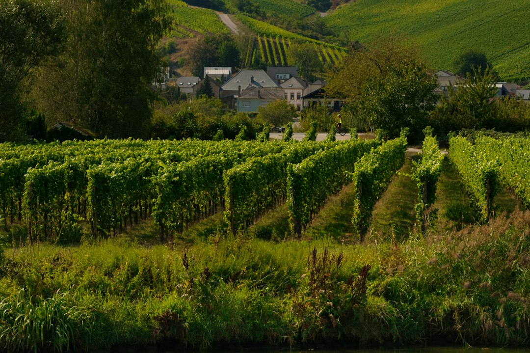 Clos Cabrière: вино и погреб в скале Франшхука - Franschhoek | Secret World Trip Planner