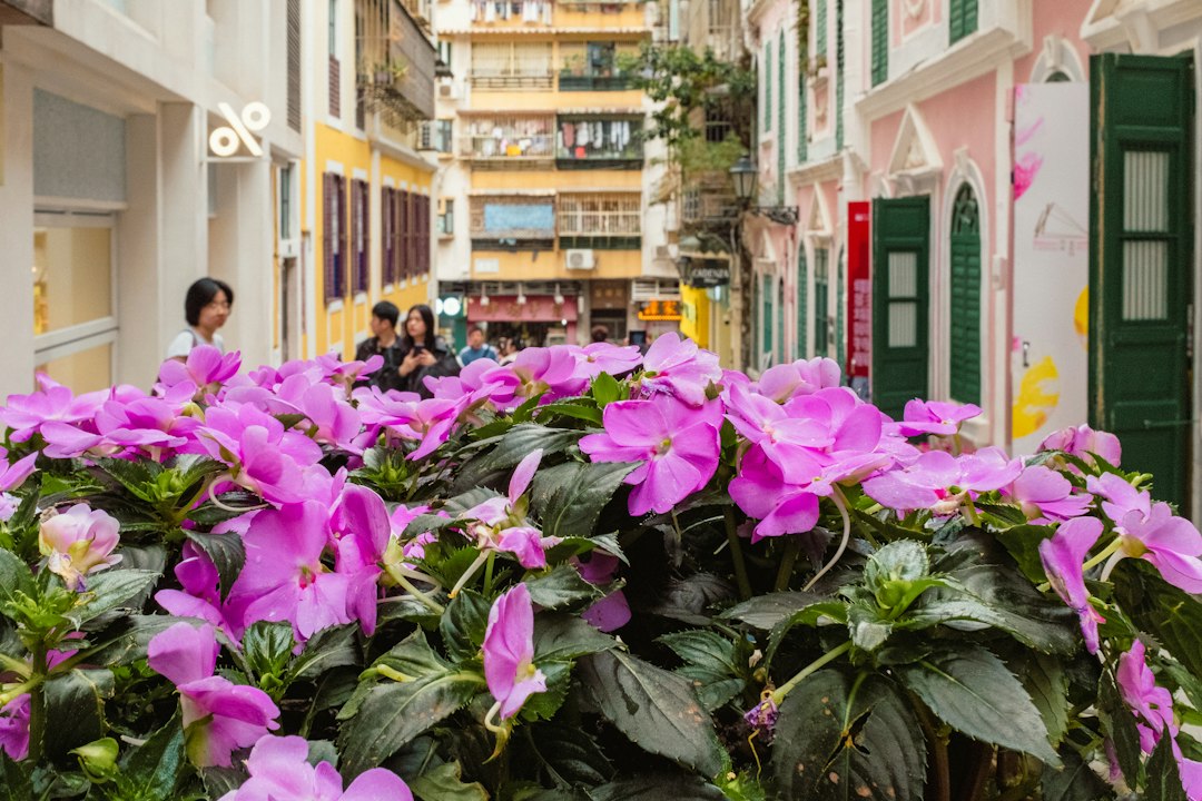 Откройте для себя сад Камоэша в Макао: скрытый рай — de Macau