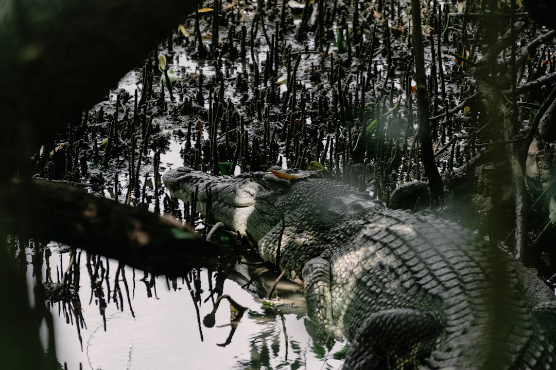 Explore the Natural Paradise of Sungei Buloh - 301 Neo Tiew Cres | Secret World Trip Planner