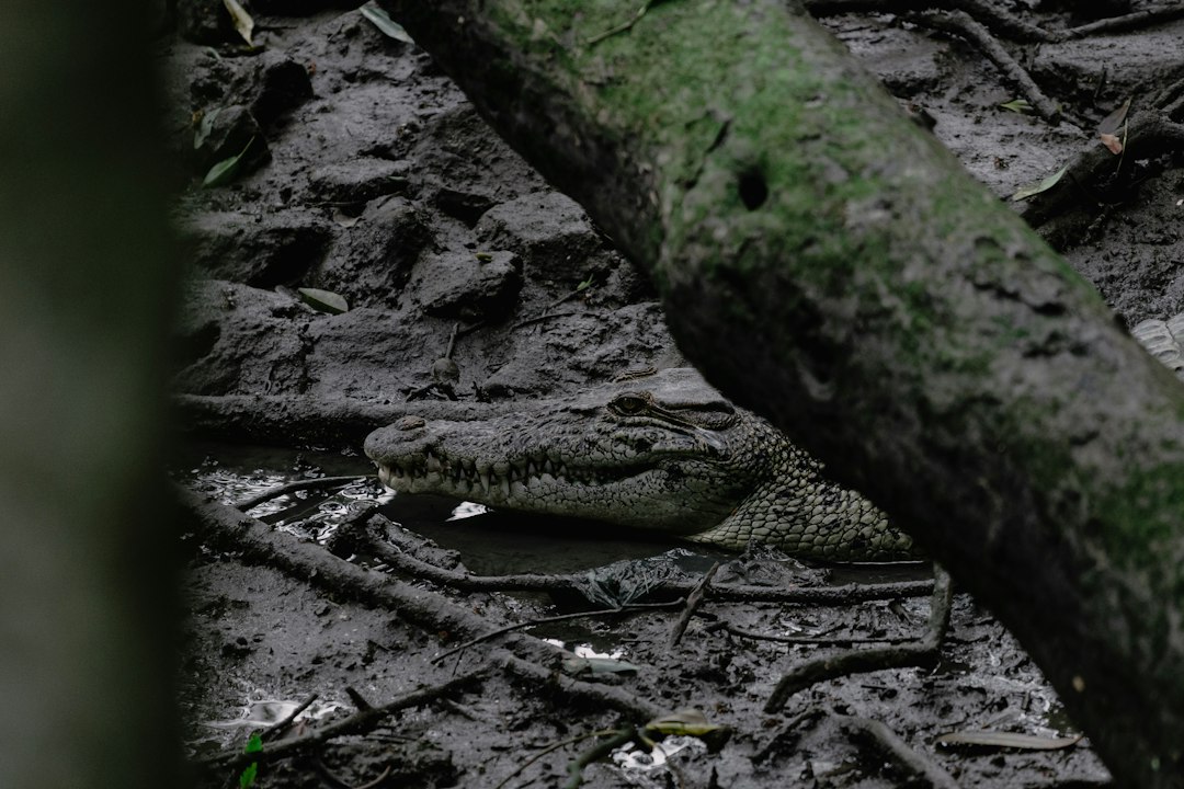 Explorez le Paradis Naturel de Sungei Buloh - 301 Neo Tiew Cres | Secret World Trip Planner