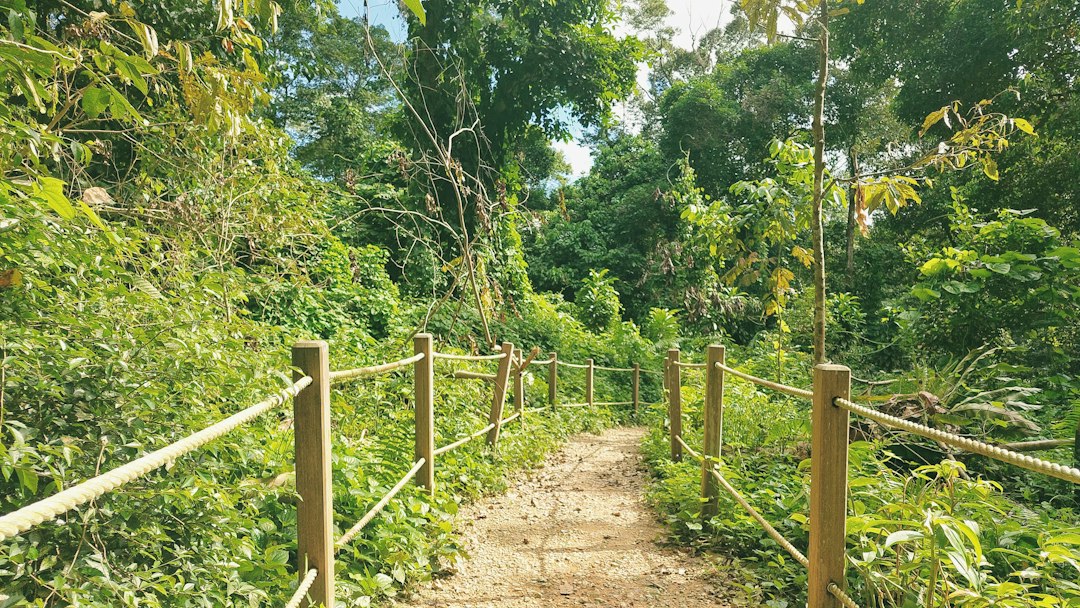 Descubra a Magia da Reserva Natural de Bukit Timah - Hindhede Dr | Secret World Trip Planner