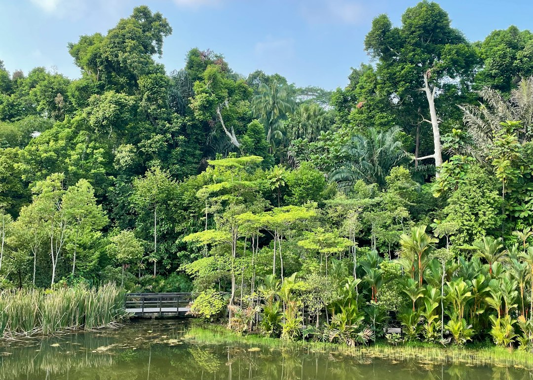 Scopri la Magia del MacRitchie Reservoir - MacRitchie Reservoir | Secret World Trip Planner
