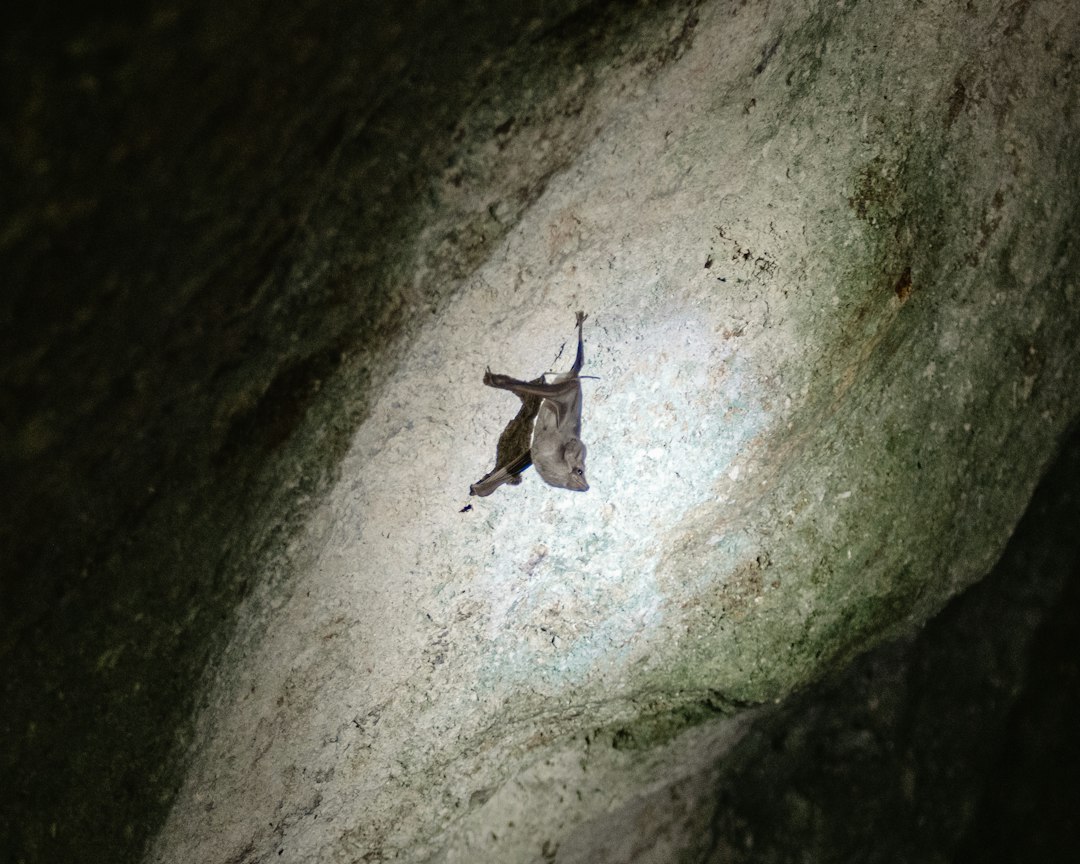 Grotte de Bat à Krabi : kayak dans des cavernes cachées - Ko Yao District | Secret World Trip Planner