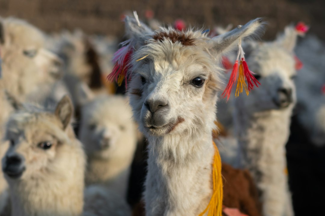 Parc National Sajama : nature sauvage en Bolivie - V4R8+MM7 | Secret World Trip Planner