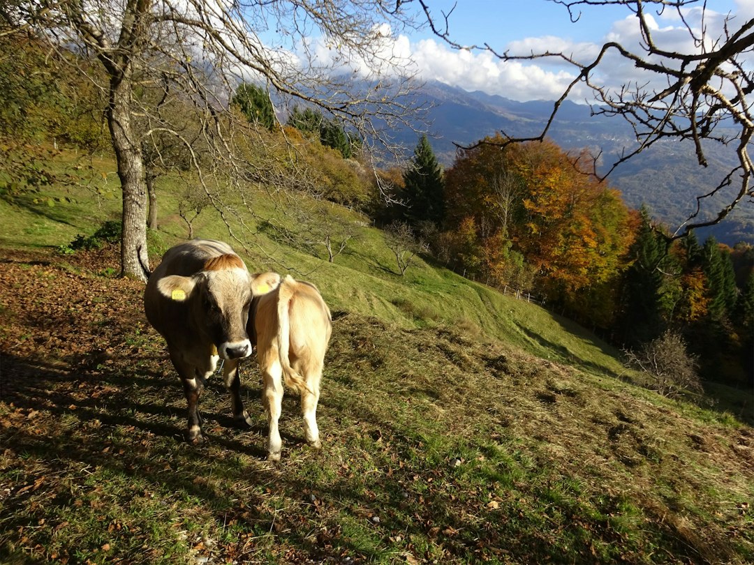 蒙卡布雷避难所:阿格雷斯,瓦伦西亚的星空 - 03837 Agres | Secret World Trip Planner
