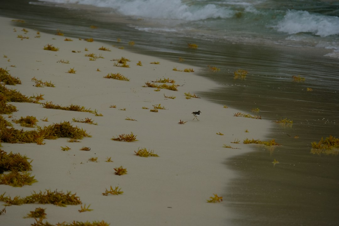 Playa Rincón, Samaná: der Strand ohne Hotels - Carr. a Playa Rincón | Secret World Trip Planner