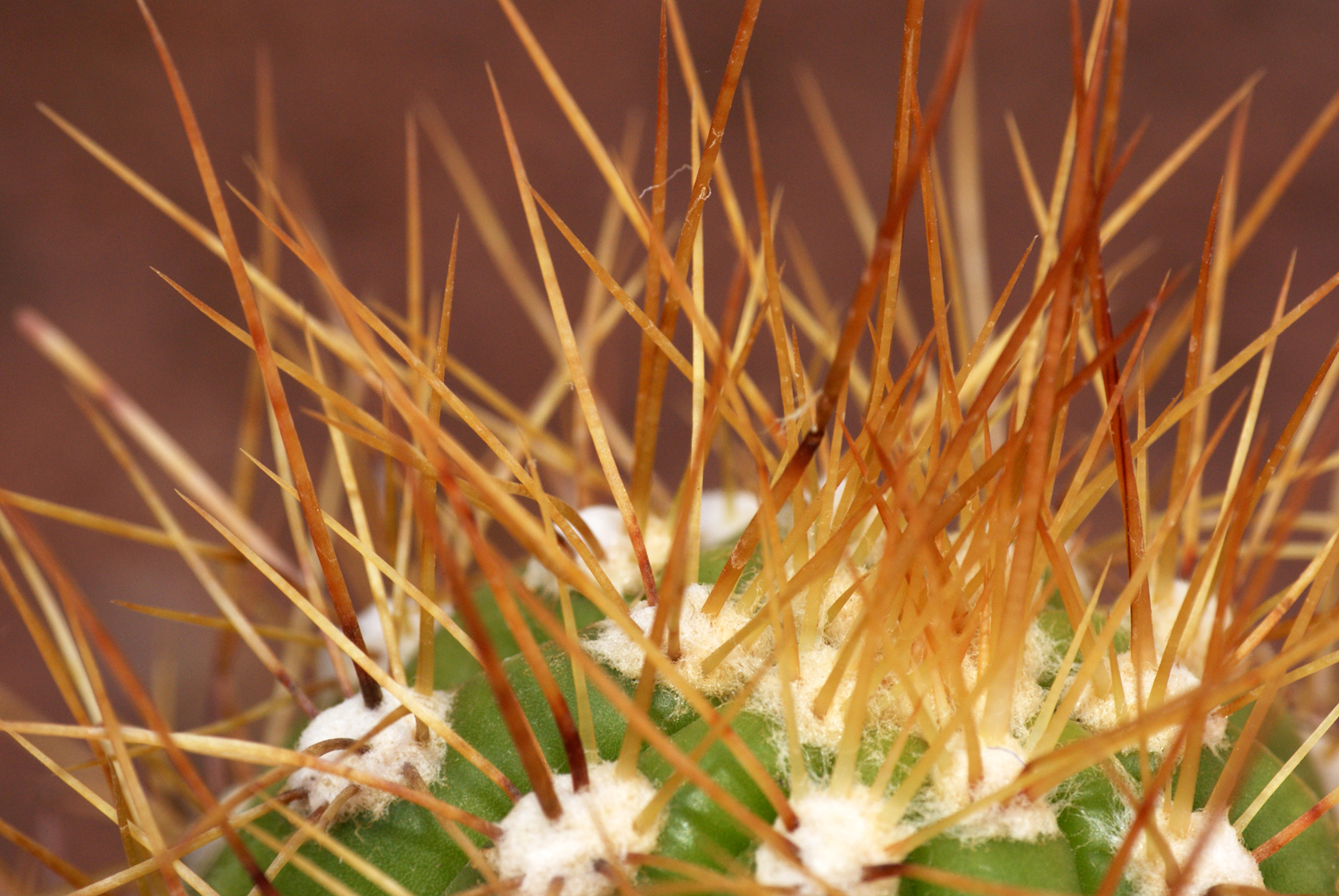 Rue Yves St Laurent Marrakech: The Majorelle Gardens - Marrakech | Secret World Trip Planner