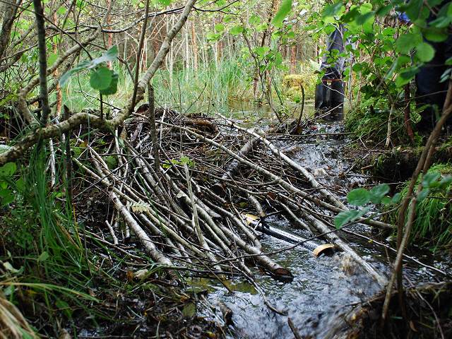 カナダで世界最大のビーバーダム - Improvement District No. 24 | Secret World Trip Planner