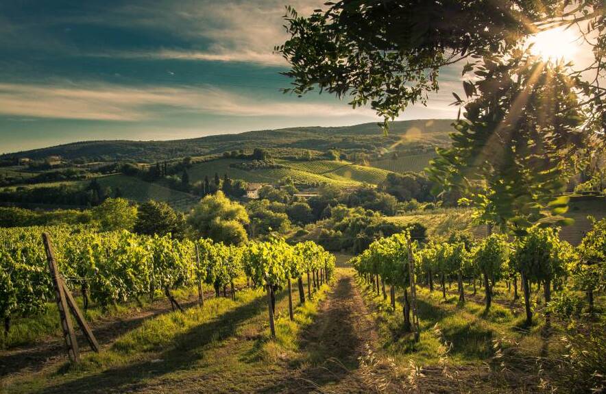 Luí na gréine iontach ar an Brunello di Montalcino bhfíonghort - 53024 Montalcino SI | Secret World Trip Planner