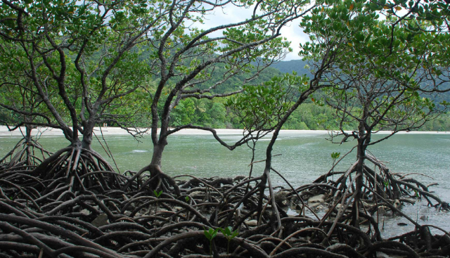 Nara mangrov bog'i - Negombo | Secret World Trip Planner
