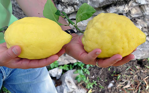 Amalfi lemon - Amalfi | Secret World Trip Planner