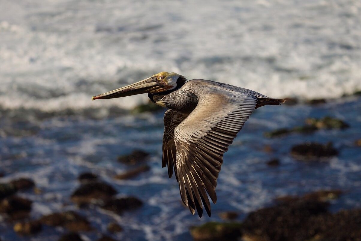 ಲಾ ಜೊಲ್ಲ ಆಗಿದೆ ಮನೆ ಟೊರ್ರೆ Pines ನಗರ ಬೀಚ್ - San Diego | Secret World Trip Planner