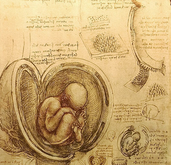 Les dessins embryologiques du fœtus de Léonard de Vinci - Windsor SL4 1NJ | Secret World Trip Planner