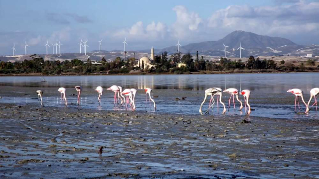 Lacul Sărat din Larnaca - Larnaca | Secret World Trip Planner