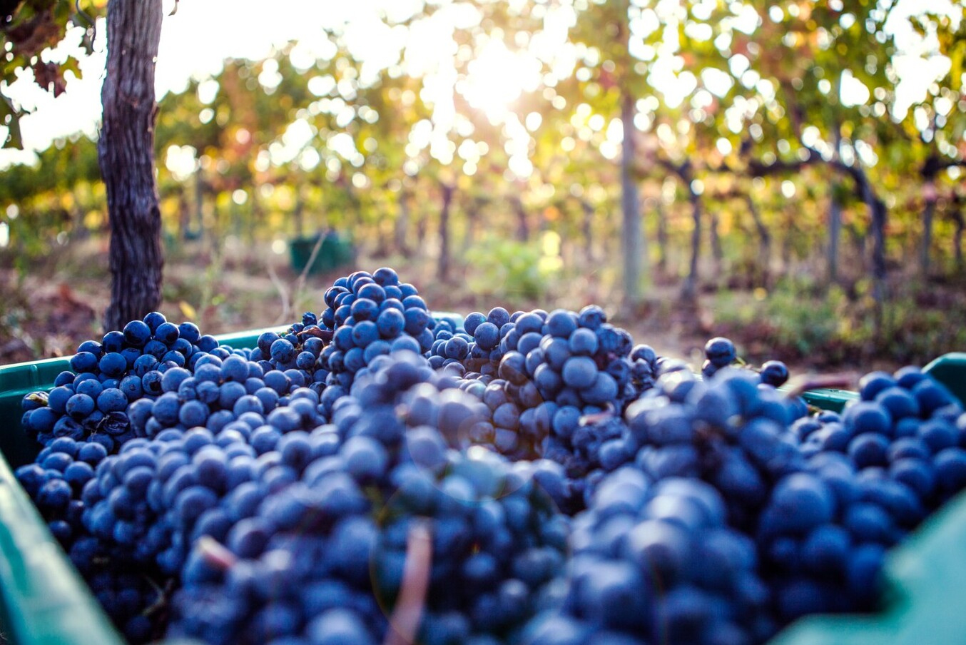 Montefalco ಗಾಜಿನ : Sagrantino - ರಹಸ್ಯ ವಿಶ್ವ - Montefalco | Secret World Trip Planner