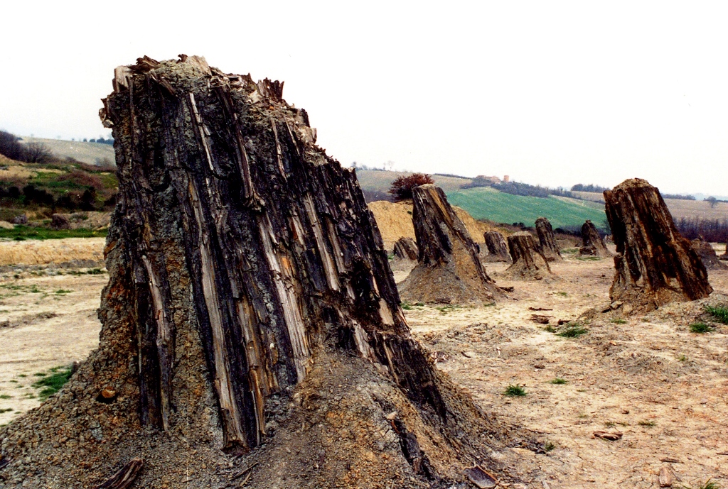 Forêt de fossiles de Dunarobba