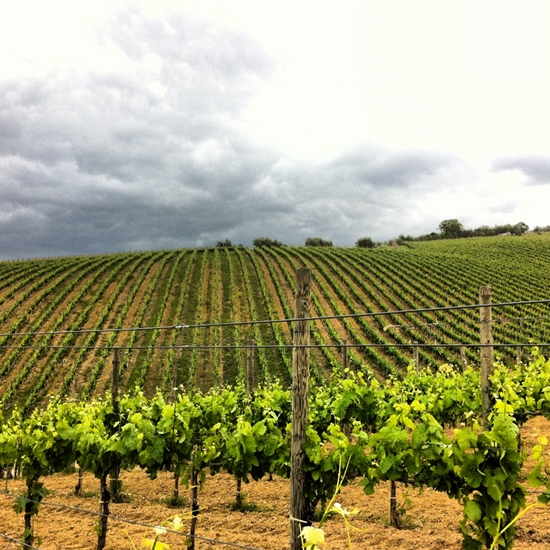 Mastroberardino Wineries