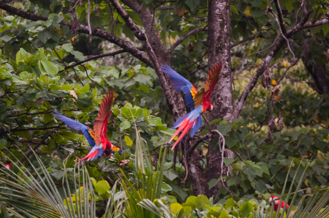 Corcovado þjóðgarðurinn - Los Patos Sirena Trail | Secret World Trip Planner