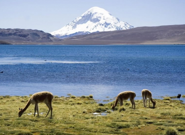 Εθνικό καταφύγιο Las Vicuñas | Secret World Trip Planner