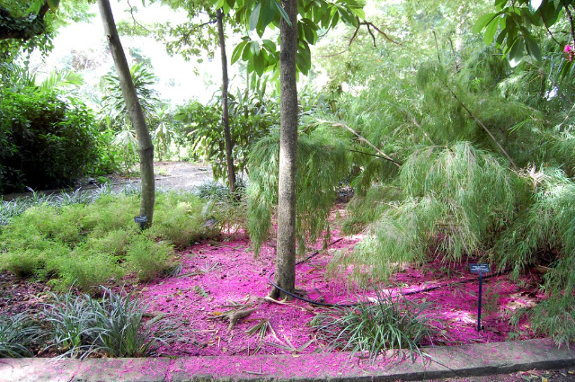 Jardín Botánico J.R. O'Neal - Road Town | Secret World Trip Planner