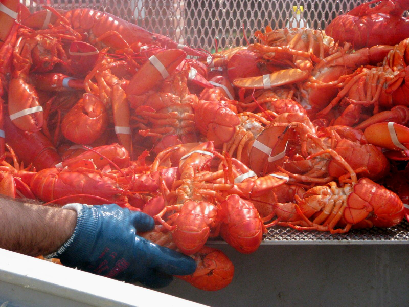 Maine Lobster Festival - Rockland | Secret World Trip Planner