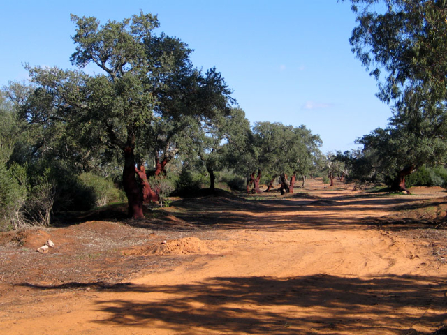 ಸೇಂಟ್ ಪೀಟರ್ಸ್ ವುಡ್ - Bosco di Santo Pietro | Secret World Trip Planner