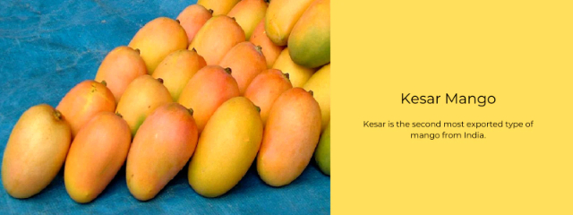 Reina de los Mangos, Kesar - Lucknow | Secret World Trip Planner