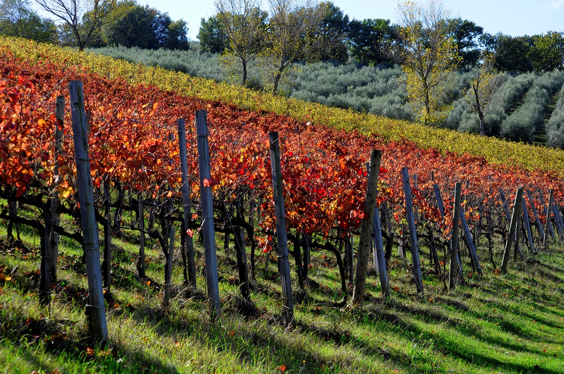 Sagrantino of Montefalco