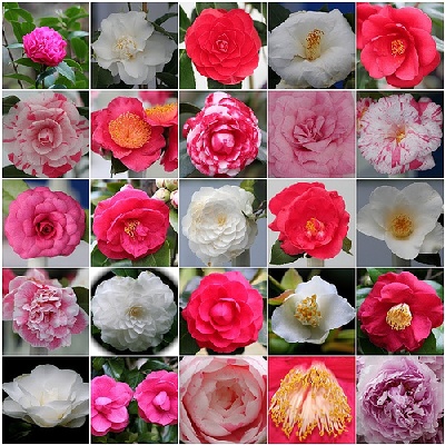 Antica Chiusa Borrini茶和美丽的山茶花之间