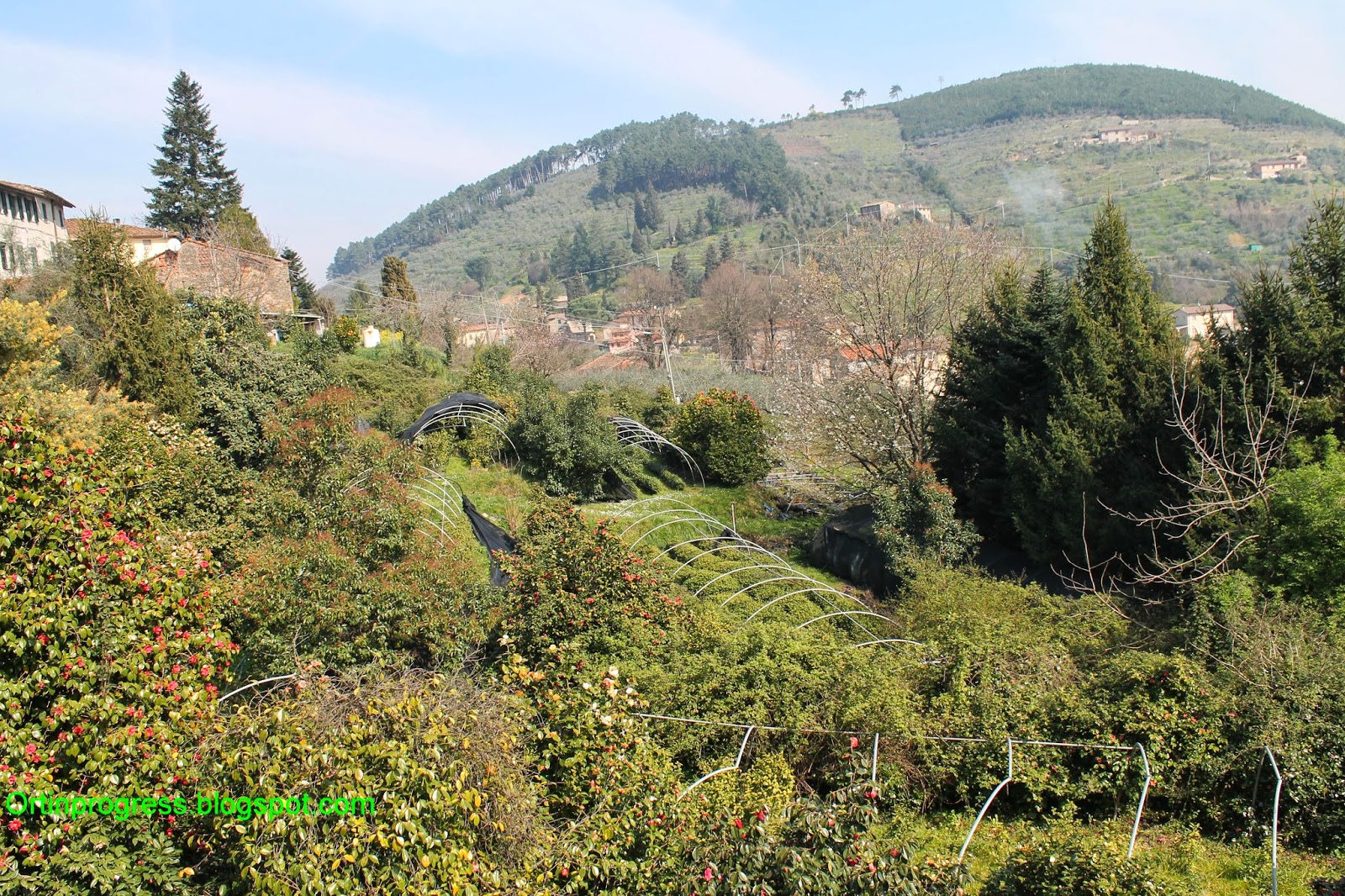 Antica Chiusa Borrini茶和美丽的山茶花之间