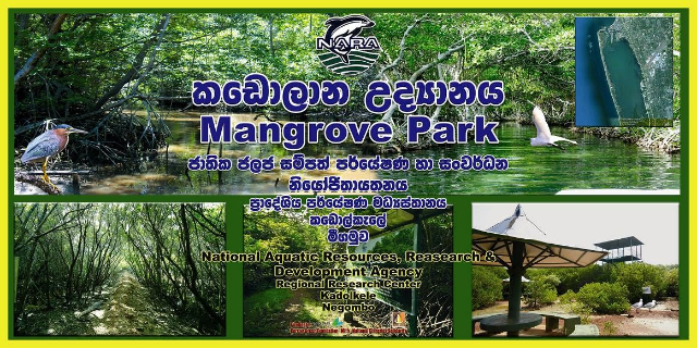 ನಾರಾ ಮ್ಯಾಂಗ್ರೋವ್ ಗಾರ್ಡನ್ - Negombo | Secret World Trip Planner
