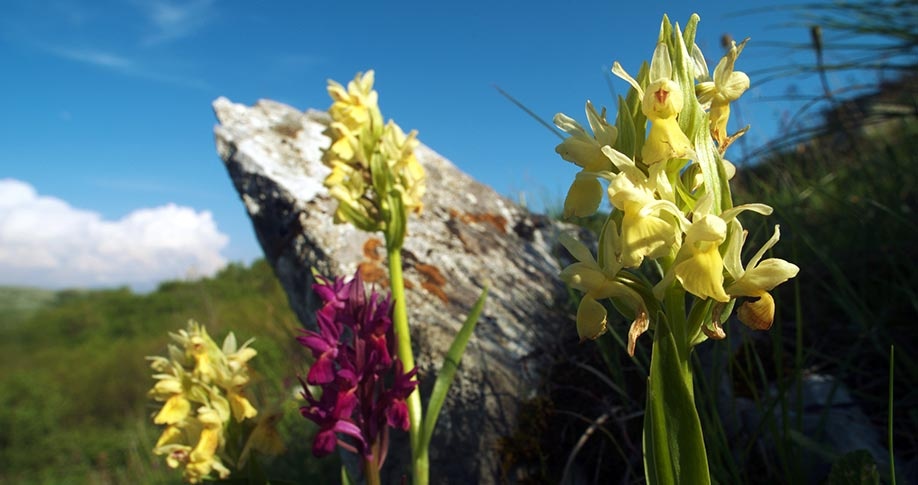 Údolí orchidejí v Sassanu