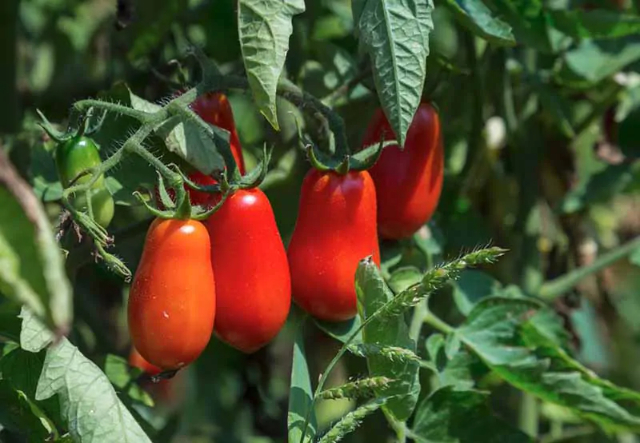 The Phlegrean cannellini cherry tomato - 11 | Secret World Trip Planner