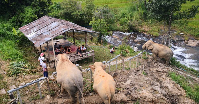 Santuário de elefantes de ChangChill - Tambon Mae Win | Secret World Trip Planner