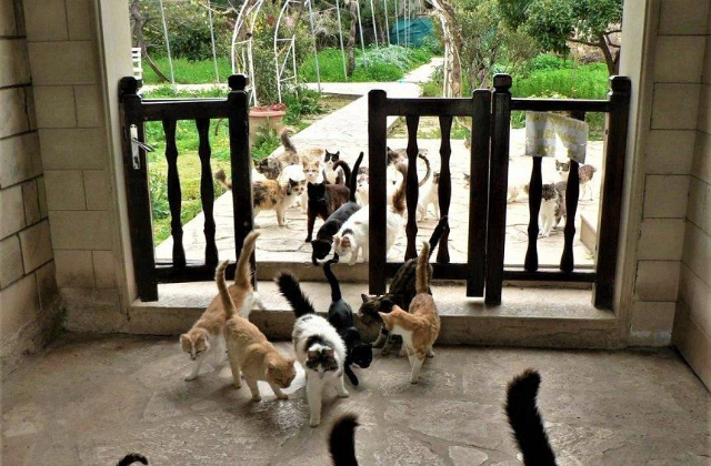 Det hellige kloster St. Nicholas of the Cats - Akrotiri | Secret World Trip Planner