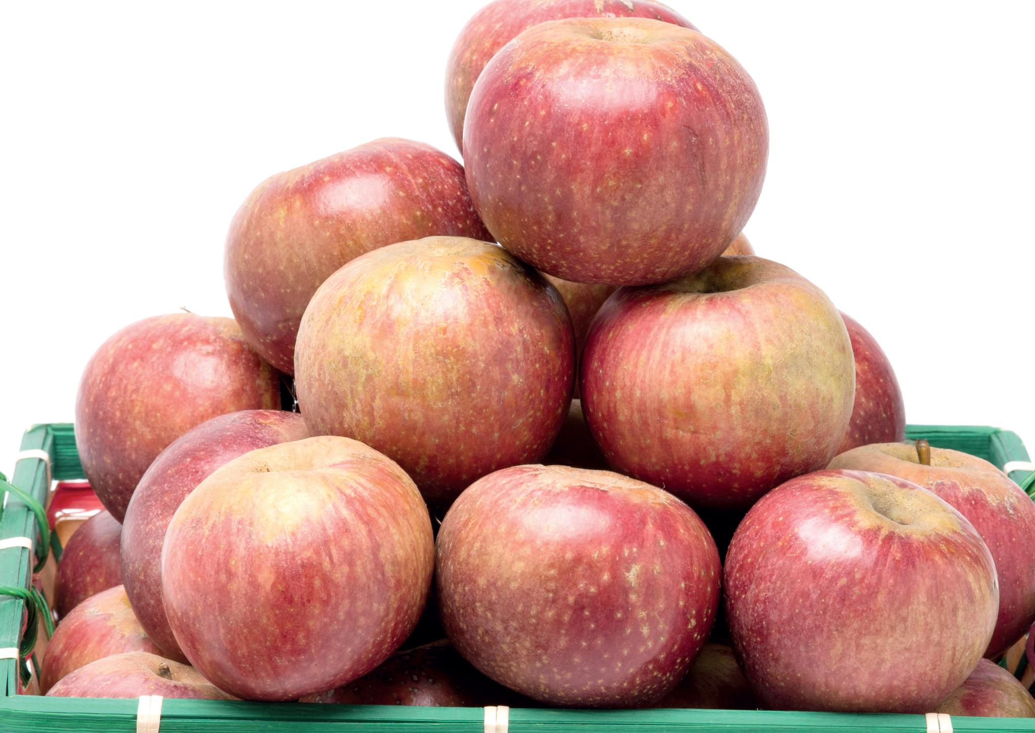 Melannurca campana - la reina de las manzanas